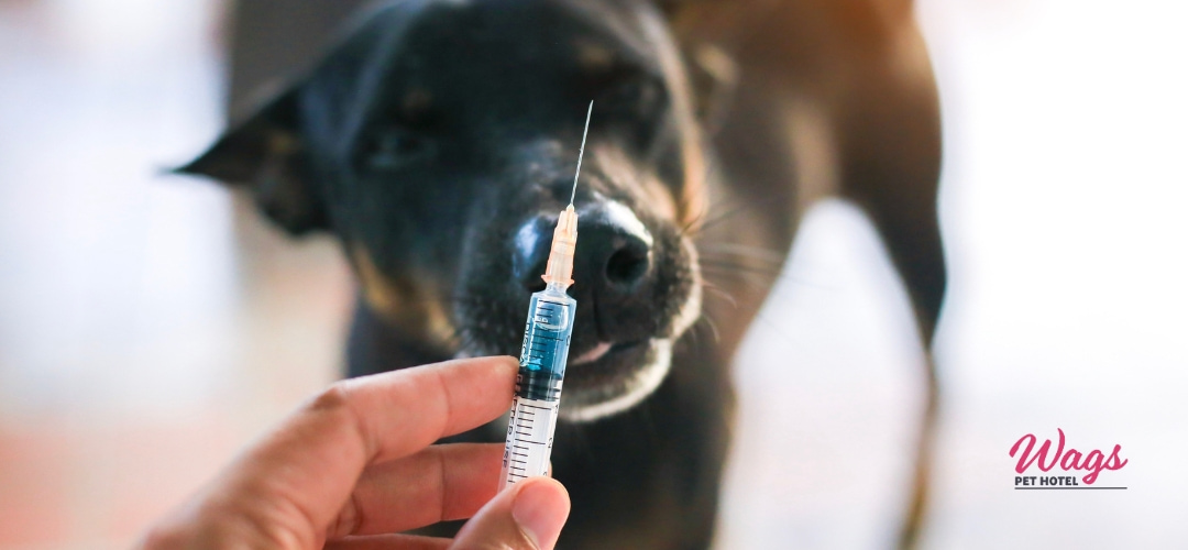 Vaccination Checklist for Kennel Stay